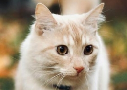 Dierenarts Annick Verbrugghe – Ruisbroek - Katten