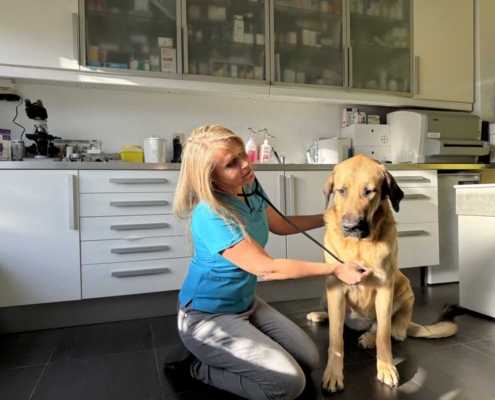 Dierenarts Annick Verbrugghe – Ruisbroek - Onderzoek