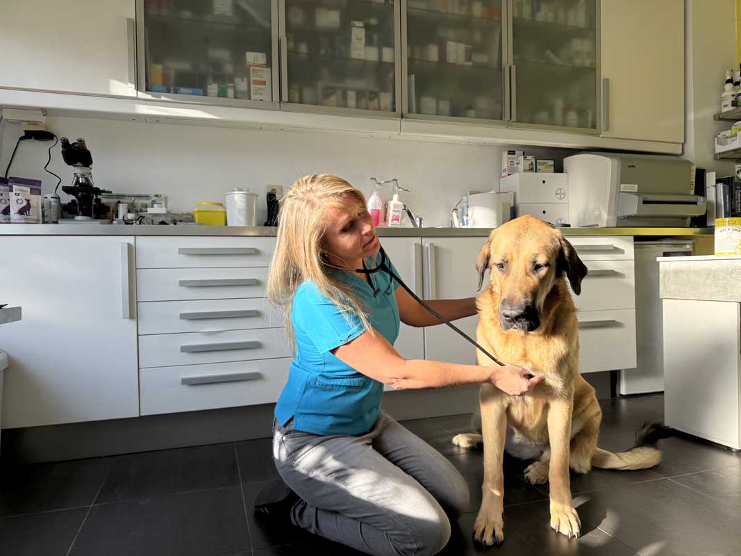 Dierenarts Annick Verbrugghe – Ruisbroek - Onderzoek