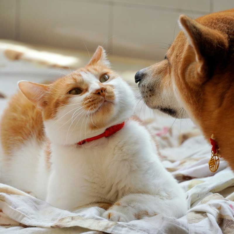 Dierenarts Annick Verbrugghe – Ruisbroek